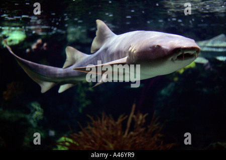 Atlantic Nurse Shark Stock Photo