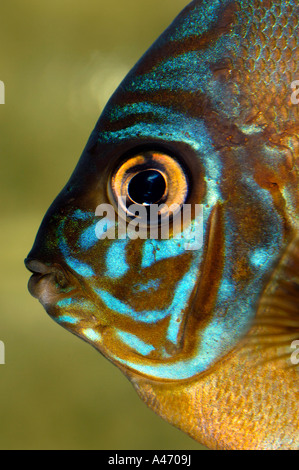 Turquoise discus fish (symphisodon discus), Amazon, South America Stock Photo