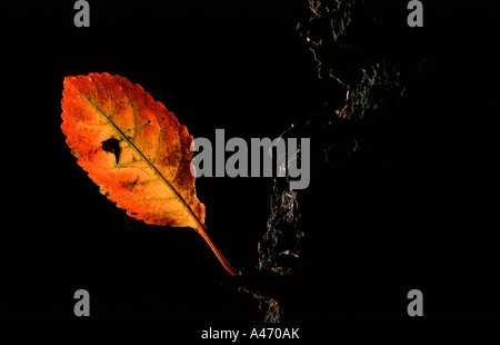 Backlit autumn leaf Stock Photo