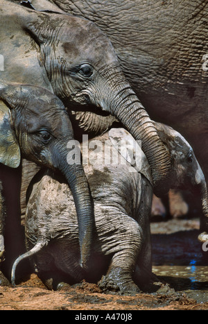 African elephant Loxodonta africana Having a mud bath Addo Elephant National Park South Africa Sub Saharan Africa Stock Photo