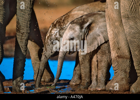 African elephant Loxodonta africana Drinking at waterhole Addo Elephant National Park South Africa Sub Saharan Africa Stock Photo