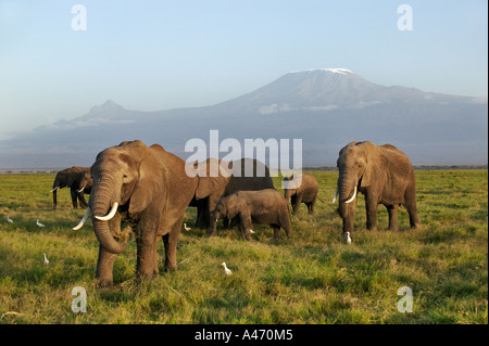 African elephant Loxodonta africana Elephant herd with Kilimanjaro mountain in the background Amboseli National Park Kenya Stock Photo