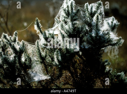 ireland, co kerry, black valley, wild gorse covered in spiders webs, beauty in nature Stock Photo