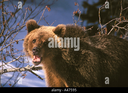 A young Grizzly Bear pauses after romping in the snow in Montana. Stock Photo