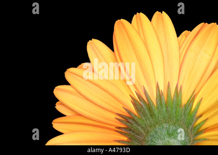 Gerbera from the back Stock Photo