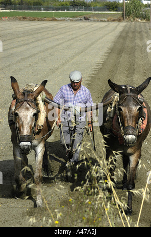 A Spanish farmer in Andalusia ploughs a field behind his traditional plough and team of mules. Stock Photo