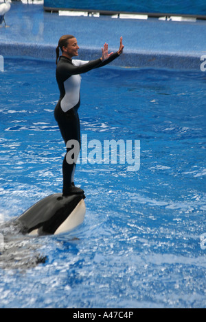 Shamu the Killer Whale carrying a Trainer on its Nose Stock Photo