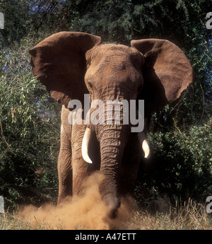 Angry male elephant in musth raising dust and getting ready to charge Samburu National Reserve Kenya East Africa Stock Photo