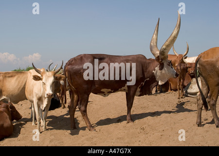 Herd of cattle on the shore of Lake Albert, Northern Uganda, East ...