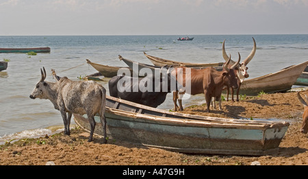 Herd of cattle amongst the fishing boats on the shore of Lake Albert ...