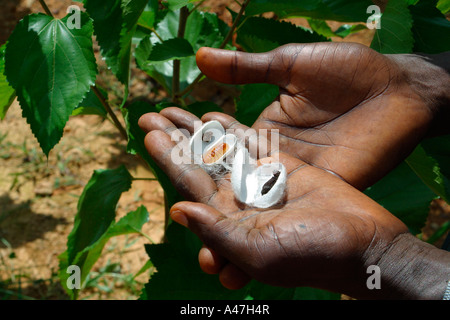 Silkworm cocoons on Mulberry farm in mined out opencast pit of gold mine, Ghana, West Africa Stock Photo