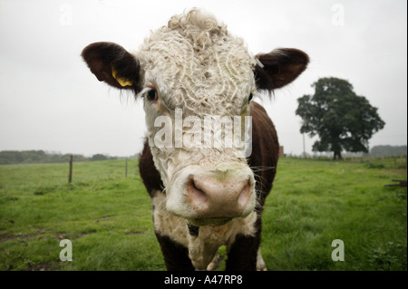 An organically reared bullock at Fordhall farm in Market Drayton Shropshire UK Stock Photo