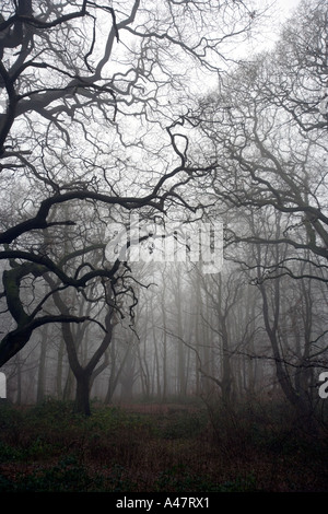 Hanbury Woods in December in Worcestershire UK Stock Photo