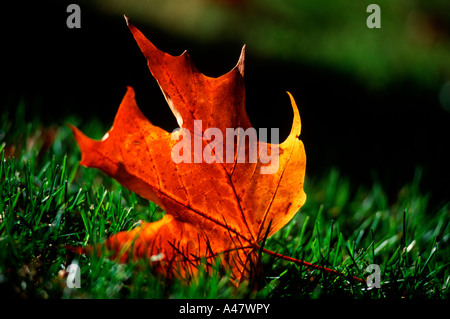 A fallen maple leaf glowing in the sun Stock Photo