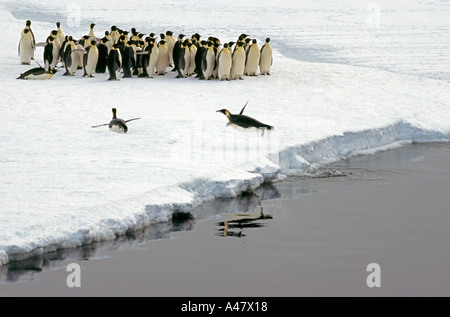 Emperor Penguins at Stancomb Wills Ice Edge, Weddell Sea, Antarctica Stock Photo