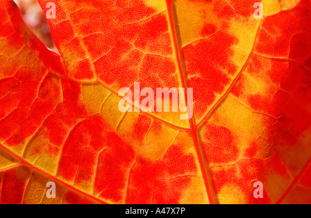 Detail in a dazzling red and gold maple leaf Stock Photo