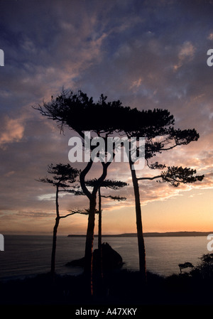 Sunset behind a group of pine trees in Torquay Stock Photo