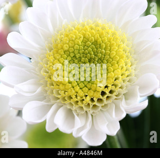 White daisy type chrysanthemum variety Stock Photo