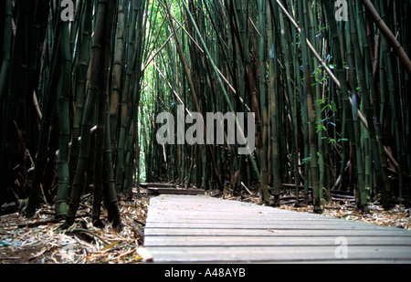 Giant bamboo forest on the Pipiwai Trail to Waimoku Falls A wooden pathway leads through the dense forest Maui Hawaii USA Stock Photo