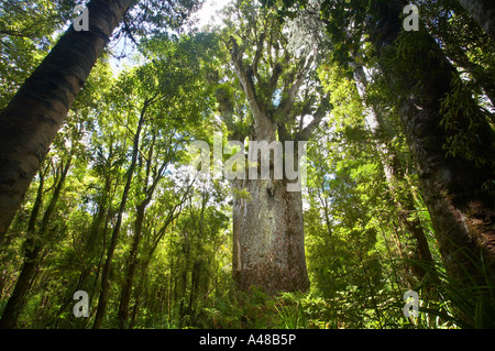 the Te Matua giant kauri tree Waipoua Kauri Forest Northlands New Zealand NR Stock Photo