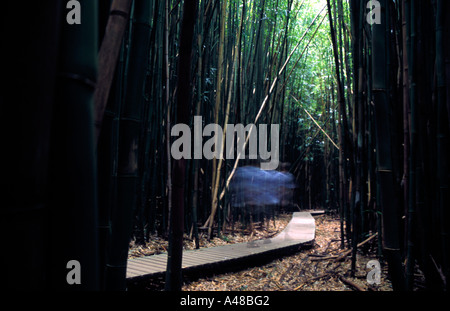 Giant bamboo forest on the Pipiwai Trail to Waimoku Falls A wooden pathway leads through the dense forest Maui Hawaii USA Stock Photo