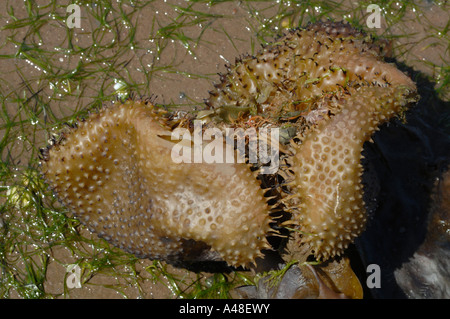 Kelp holdfast Laminaria digitata Angle Bay Milford Haven Pembrokeshire ...