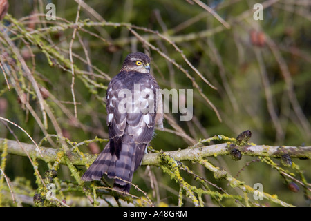 Sparrowhawk Accipiter nisus perched in larch tree drying feathers after bathing in pond potton bedfordshire Stock Photo