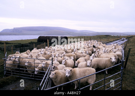 a herd of sheep in a pen Shetland Isles Stock Photo