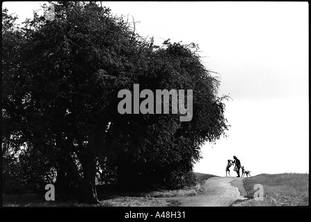 A woman walking her two dalmatian dogs on Hampstead Heath  , London Stock Photo