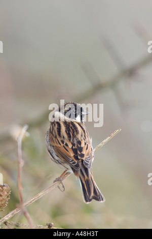 Male Reed bunting Emberiza schoeniclus perched on twig looking sideways with defuse background potton bedfordshire Stock Photo