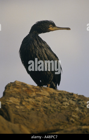 A cormorant covered in oil after the braer tanker sank off the coast of the shetland islands Stock Photo