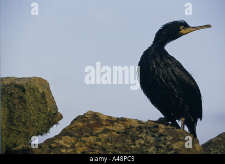 A cormorant covered in oil after the braer tanker sank off the coast of the shetland islands Stock Photo