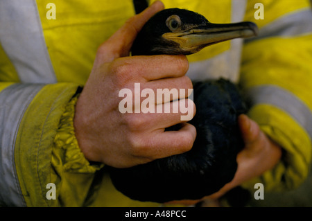 sea bird covered in oil after the tanker braer sank off shetlands 1993 Stock Photo