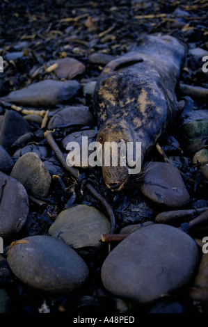 Seal killed by oil pollution after braer oil tanker sank off of the shetland islands 1993 Stock Photo