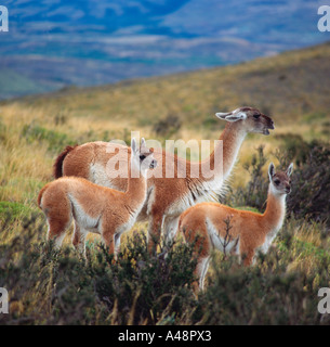 Guanaco Stock Photo