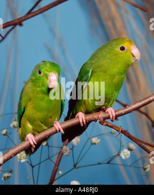 Green-rumped Parrotlet Stock Photo