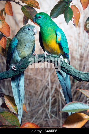 male and female parrot (haematonotus psephotus) singing isolated on ...