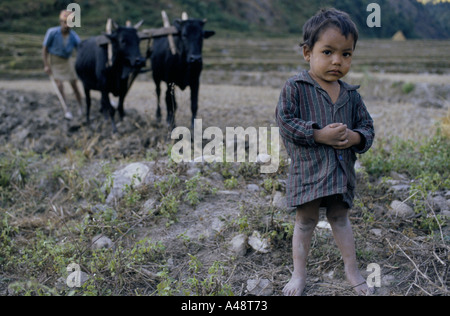 Farmers child in a field at the foot of the himalyas as his father ploughs Stock Photo