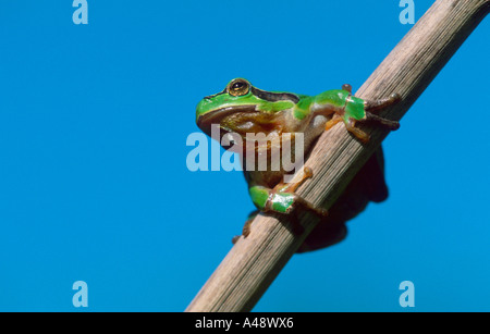 Tree Frog / Tree Toad Stock Photo - Alamy