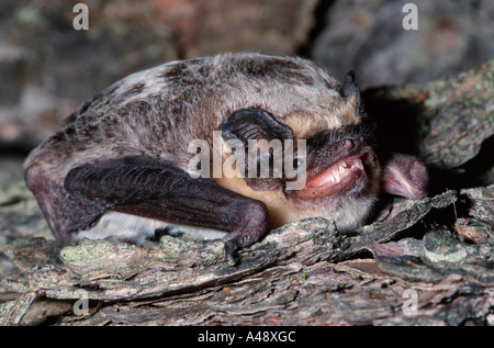 Parti-coloured Bat Stock Photo