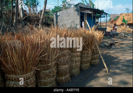 Giant Chinese Silver Grass Stock Photo