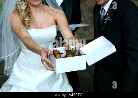 Bride releasing butterflies Stock Photo