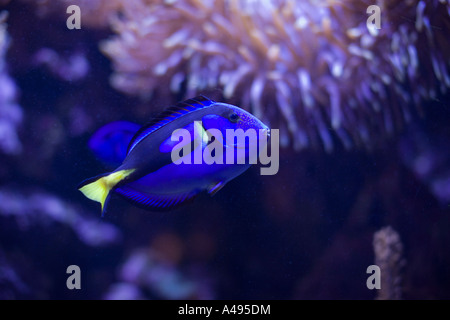 Blue surgeonfish (paracanthurus hepatus) Stock Photo