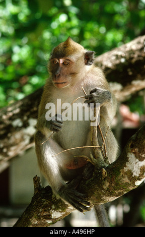 Indonesia Java Pangandaran Nature Reserve mahogany trees Stock Photo ...