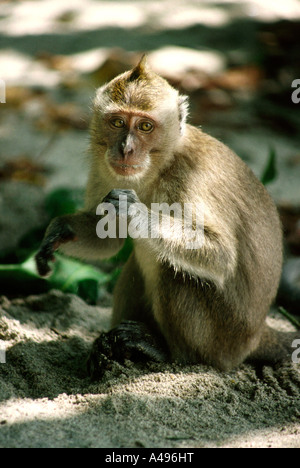 Indonesia Java Pangandaran Nature Reserve mahogany trees Stock Photo ...