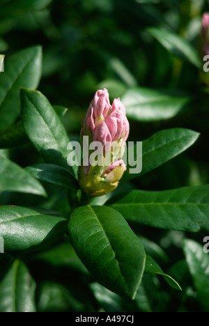 Gardening Rhododendron flower opening in spring Stock Photo