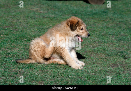 Old German Shepherd / Sheeppoodle Stock Photo