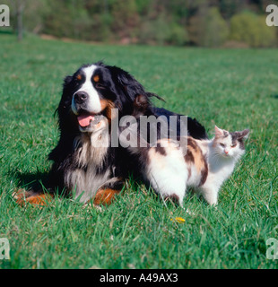仲條正義「IS IT MOUNTAIN CAT OR MOUNTAIN DOG」 Chinese mountain cat (Felis bieti) - Joel Sartore