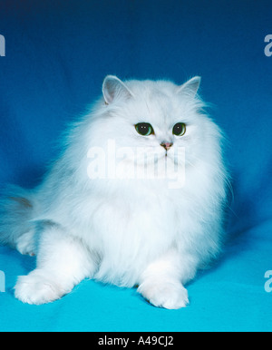 Chinchilla Cat Stock Photo