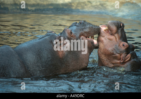 Hippopotamus / Flusspferd Stock Photo